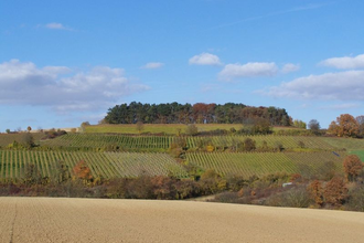 Aussichtspunkt Hermannsberg mit Weinbergen und Feldern im Vordergrund | © Gemeinde Angelbachtal