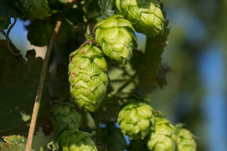 Hopfen-Demonstrationsanlage Sandhausen | © Dorothea Burkhardt