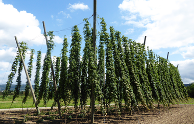 Hopfen-Demonstrationsanlage Sandhausen | © Landratsamt Rhein-Neckar-Kreis