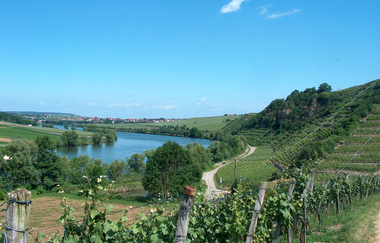 Katzenbeißer Steillagen am Neckar bei Lauffen | HeilbronnerLand | © Touristikgemeinschaft HeilbronnerLand