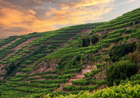 Steillagen "Lauffener Katzenbeißer" | Lauffen am Neckar | HeilbronnerLand | © Touristikgemeinschaft HeilbronnerLand e.V.