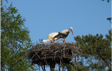 Letzenberg Tierpark | © Gemeindeverwaltung Malsch