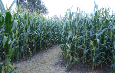 Maislabyrinth Hockenheim