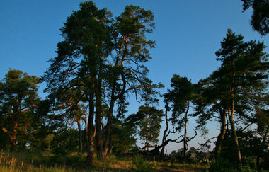 Naturschutzgebiet Sandhausener Dünen | © Landratsamt Rhein-Neckar-Kreis