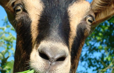 Nußlocher Ziegenkäsehof | © Nußlocher Ziegenkäsehof