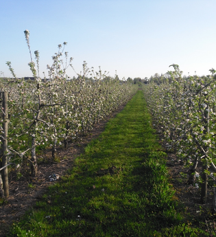 Obstbau Hauck in Edingen-Neckarhausen | © Obstbau Hauck Edingen-Neckarhausen