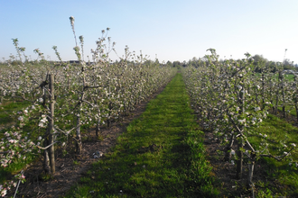Obstbau Hauck in Edingen-Neckarhausen | © Obstbau Hauck Edingen-Neckarhausen