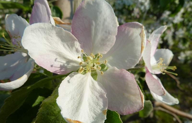 Obstbau Hauck in Edingen-Neckarhausen | © Obstbau Hauck Edingen-Neckarhausen