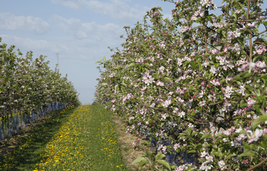 Obstwiesen Filsinger Baiertal | © Jochen und Ute Filsinger