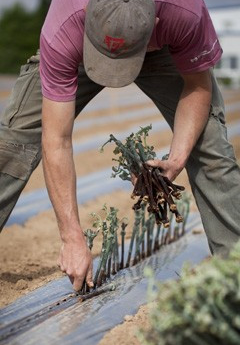 Rebschule Ehmer | © Rebschule Ehmer