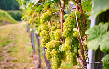 Grüne Weintrauben in Brackenheim-Neipperg | © Neckar-Zaber-Tourismus e.V.