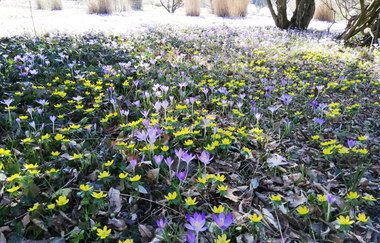 Krokusse und Schnee | © Jasmin Wolf