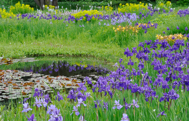 Lilien umranden einen Teich mit Seerosen | © Cassian Schmidt