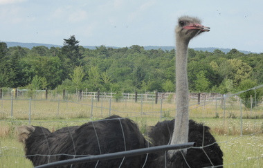 Schinken - Spargel - Straussenhof Walldorf | © Landratsamt Rhein-Neckar-Kreis
