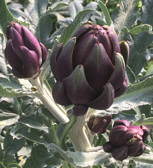 Spargel- und Melonenhof Gieser | © Spargel- und Melonenhof Gieser