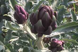 Spargel- und Melonenhof Gieser | © Spargel- und Melonenhof Gieser