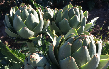 Spargel- und Melonenhof Gieser | © Spargel- und Melonenhof Gieser