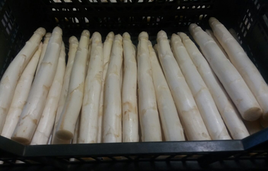 Spargel- und Melonenhof Gieser | © Spargel- und Melonenhof Gieser