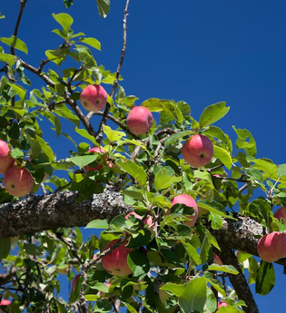 Streuobstwiesen bei Kleingemünd | © Dorothea Burkhardt