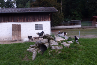 Tierpark Balzfeld Dielheim | © Landratsamt Rhein-Neckar-Kreis