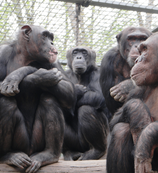 Tierpark Leintalzoo | Schwaigern | HeilbronnerLand | © Leintalzoo