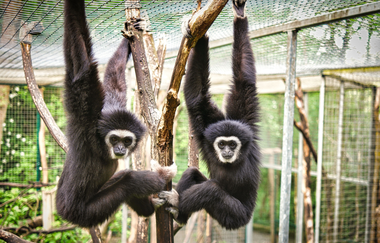 Tierpark Leintalzoo | Schwaigern | HeilbronnerLand | © Leintalzoo