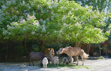 Tierpark Leintalzoo | Schwaigern | HeilbronnerLand | © Leintalzoo