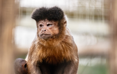 Tierpark Leintalzoo | Schwaigern | HeilbronnerLand | © Leintalzoo