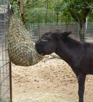 Tierpark Walldorf | © Landratsamt Rhein-Neckar-Kreis