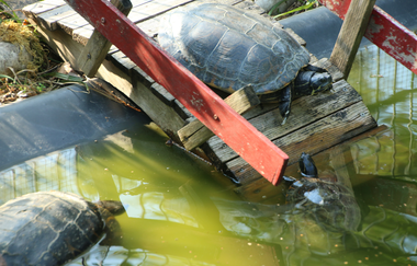Tierpark Walldorf | © Landratsamt Rhein-Neckar-Kreis