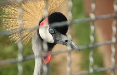 Vogelpark Altlußheim | © Landratsamt Rhein-Neckar-Kreis