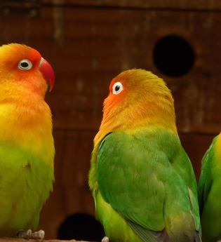Vogelpark Plankstadt | © Landratsamt Rhein-Neckar-Kreis
