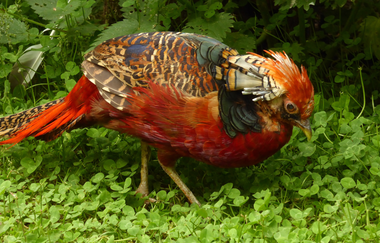 Vogelpark Plankstadt | © Landratsamt Rhein-Neckar-Kreis