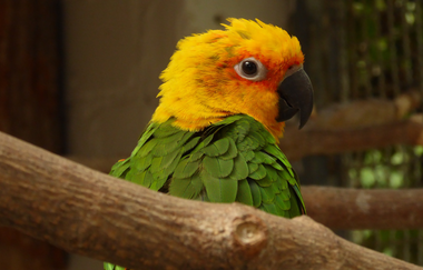 Vogelpark Plankstadt | © Landratsamt Rhein-Neckar-Kreis