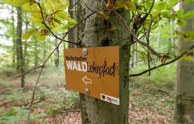 Waldlehrpfad Mühlbergwald Waibstadt