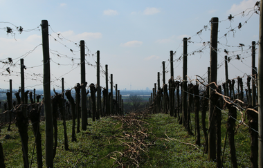 Weingut Majer in Schriesheim | © Landratsamt Rhein-Neckar-Kreis