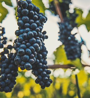 Weingut Max Jäck in Schriesheim | © Weingut Max Jäck Schriesheim