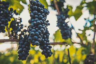 Weingut Max Jäck in Schriesheim | © Weingut Max Jäck Schriesheim