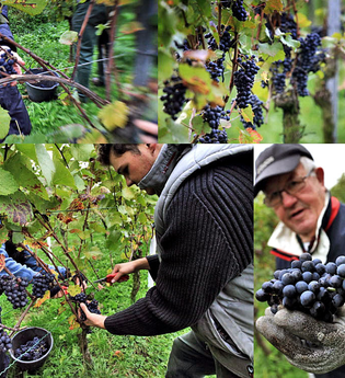 Weingut Seeger | © Weingut Seeger