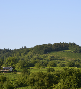Weingut Teutsch in Hirschberg-Leutershausen | © Weingut Teutsch Hirschberg