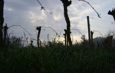 Weingut Teutsch in Hirschberg-Leutershausen | © Weingut Teutsch Hirschberg