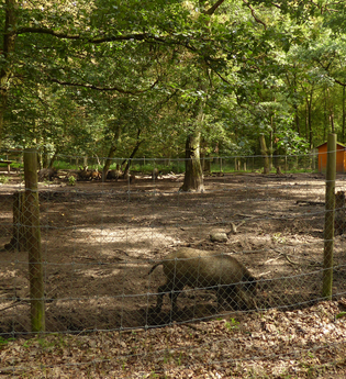 Wildgehege Oftersheim | © Landratsamt Rhein-Neckar-Kreis