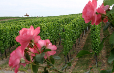 Winzer von Baden eG Wiesloch | © Winzerkeller und Weinpavillon Wiesloch