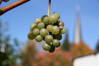 Frische Trauben aus der Region | © Unbekannt