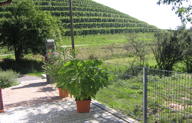Besenwirtschaft Weingut Echle | Brackenheim-Neipperg | Blick in die Weinberge | © Neckar-Zaber-Tourismus e.V.