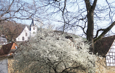 Im Vordergrund steht ein weiß blühender Baum, im Hintergrund sind die Fachwerkhäuser und die Bergkirche in Zwingenberg zu sehen. | © kreativ fee