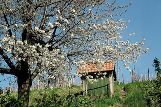 Ein kleines Häuschen inmitten der Weinberge am Hang mit einem blühenden Obstbaum. | © Maria Zimmermann
