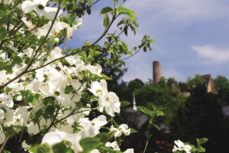 Im Vordergrund ist ein weißblühender Busch, im Hintergrund ist auf dem bewaldeten Hügel die Burg vor strahlend blauem Himmel zu sehen. | © Maria Zimmermann