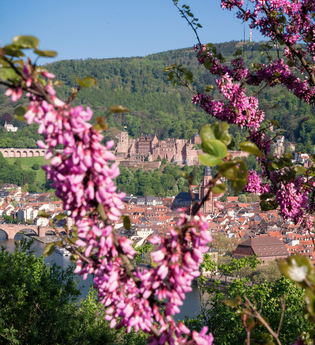 Bergsträßer Blütenweg - Etappe 5: von Schriesheim nach Heidelberg