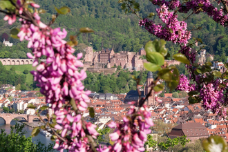 Bergsträßer Blütenweg - Etappe 5: von Schriesheim nach Heidelberg